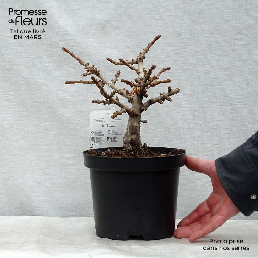 Exemplar von Ginkgo biloba Mariken - Fächerblattbaum Topf mit 2L/3L wie im Winter geliefert