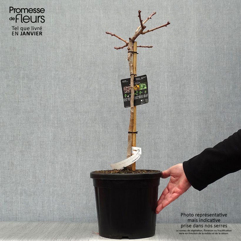 Exemplar von Ginkgo biloba Mariken - Fächerblattbaum Topf mit 7,5L/10L wie im Winter geliefert