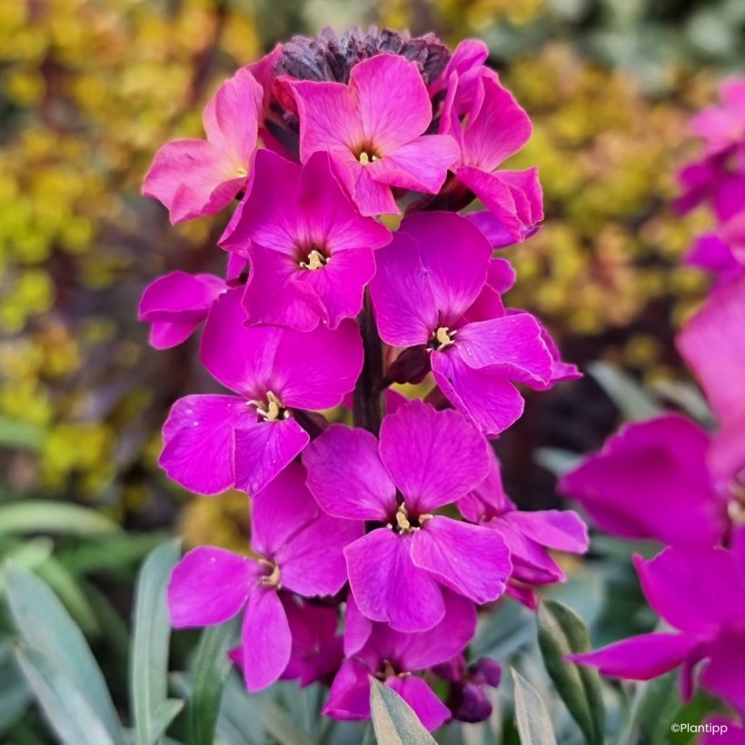 Garten-Goldlack Colour Vibe Purple - Erysimum  (Blüte)