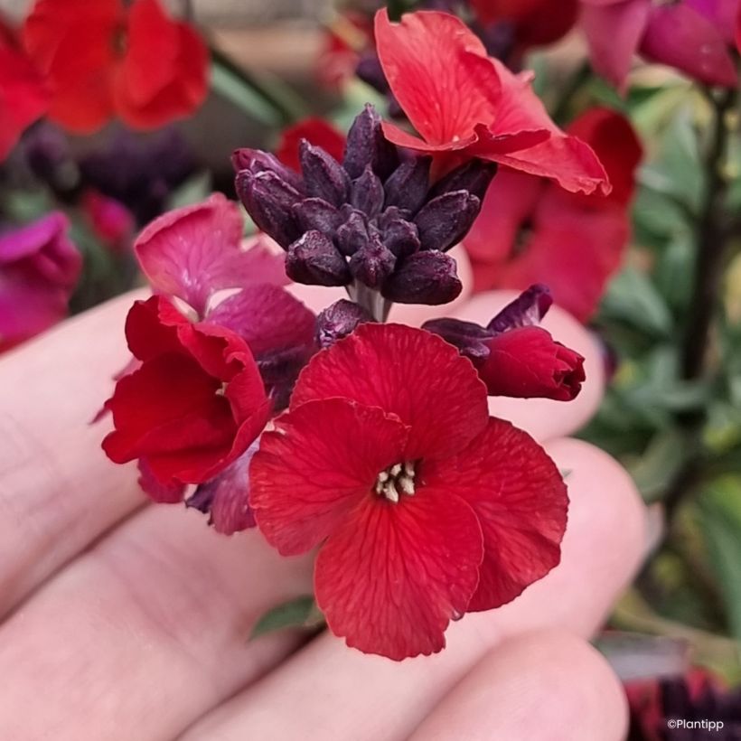 Garten-Goldlack Colour Vibe Red - Erysimum  (Blüte)