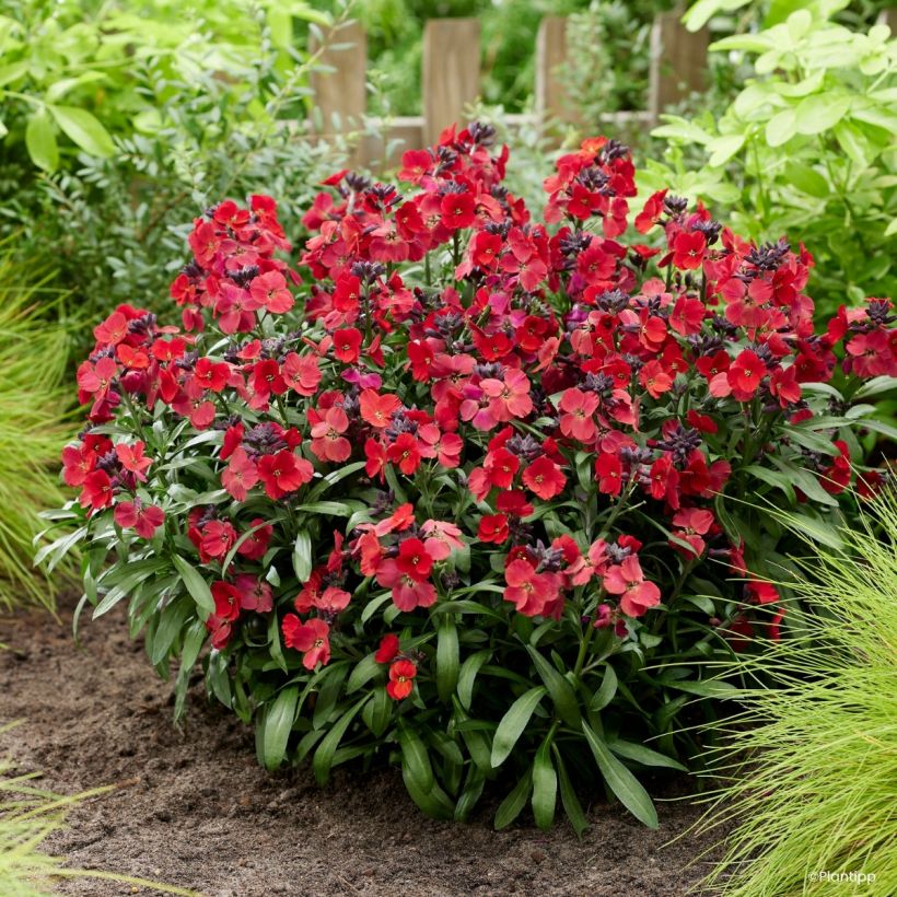 Garten-Goldlack Colour Vibe Red - Erysimum  (Wuchs)