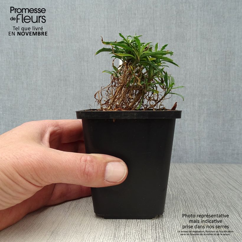 Exemplar von Garten-Goldlack Constant Cheer - Erysimum Kleine Töpfe von 8/9 cm wie im Herbst geliefert