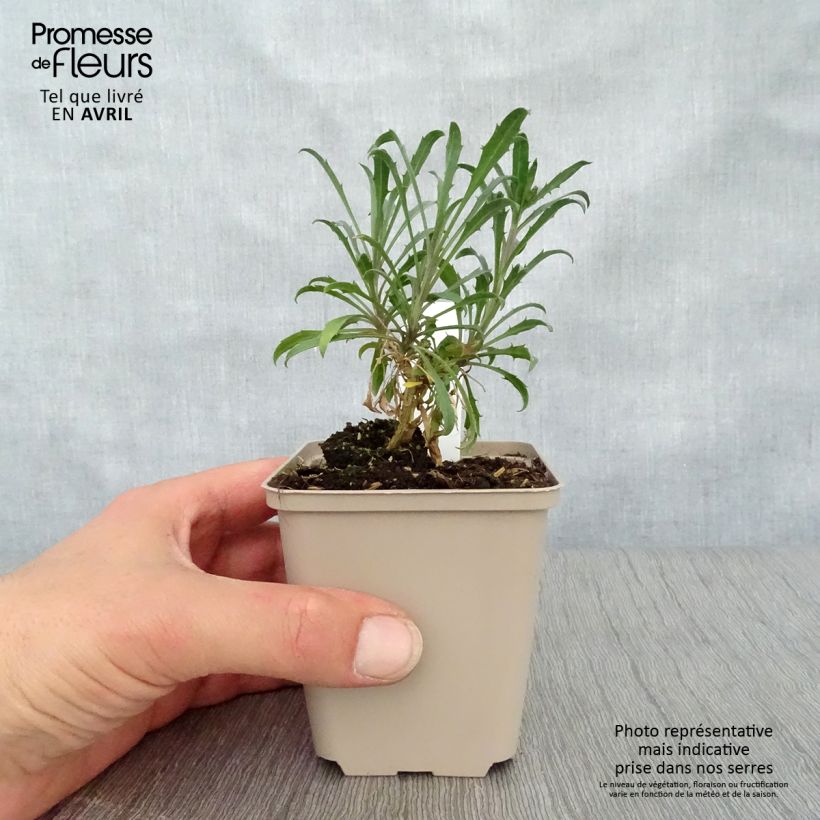 Exemplar von Garten-Goldlack Constant Cheer - Erysimum Kleine Töpfe von 8/9 cm wie im Frühjahr geliefert