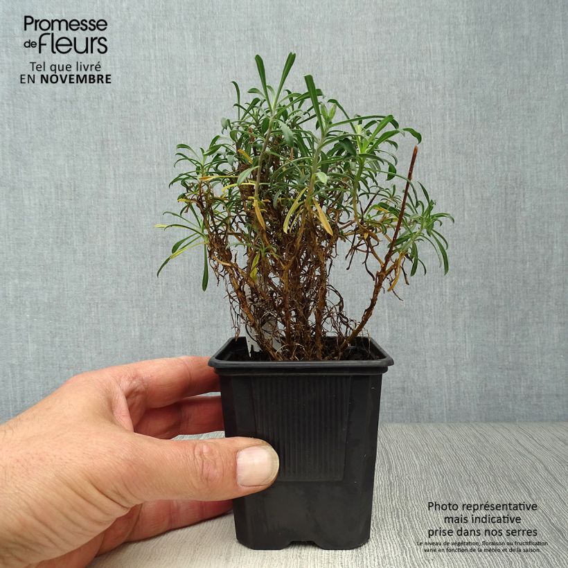 Exemplar von Garten-Goldlack Bowles Mauve - Erysimum Kleine Töpfe von 8/9 cm wie im Herbst geliefert