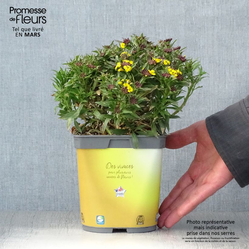 Exemplar von Garten-Goldlack Gold Cup - Erysimum suffruticosum Topf mit 2L/3L wie im Frühjahr geliefert