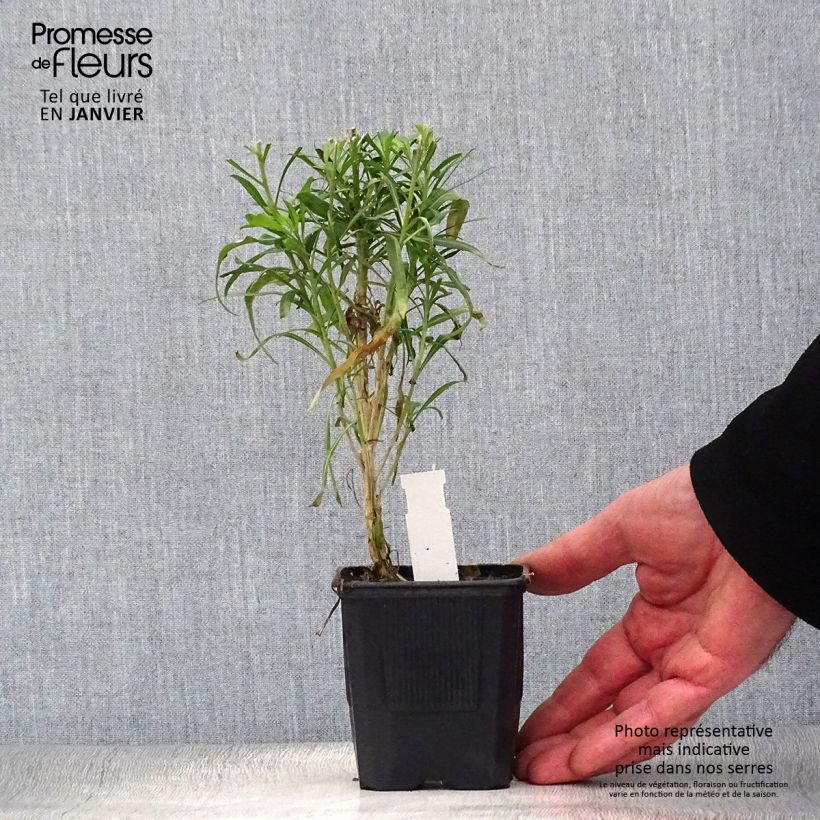 Exemplar von Garten-Goldlack Poem Lavender - Erysimum Kleine Töpfe von 8/9 cm wie im Winter geliefert