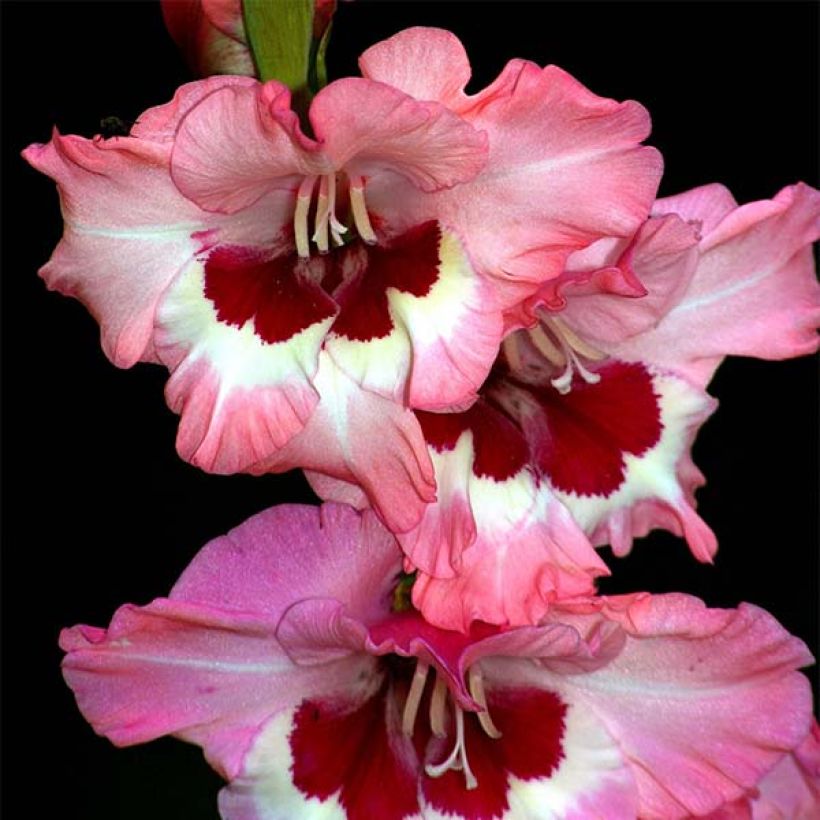 Großblütige Gladiole Wine and Roses - Gladiolus (Blüte)