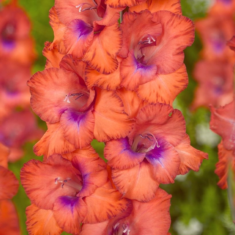 Großblütige Gladiole Tricolore - Gladiolus (Blüte)