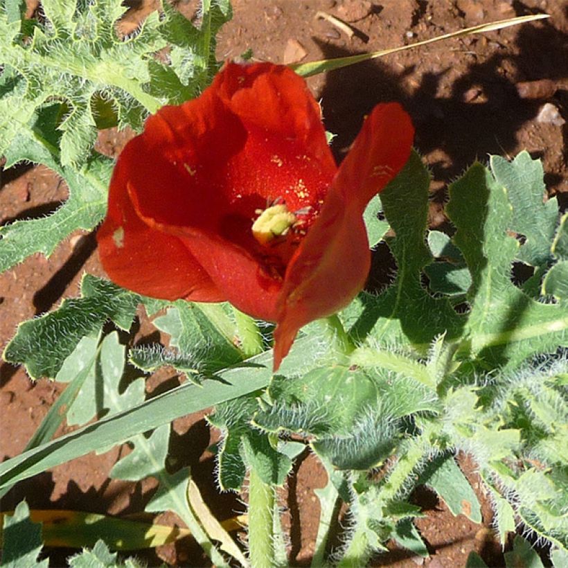 Glaucium corniculatum - Roter Hornmohn (Blüte)