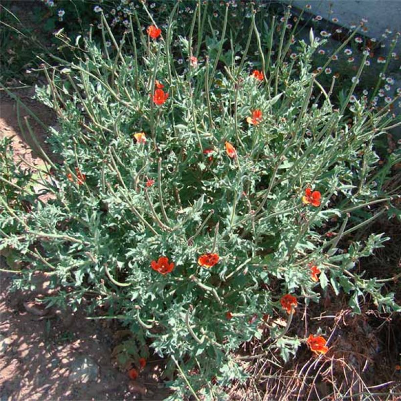 Glaucium corniculatum - Roter Hornmohn (Hafen)