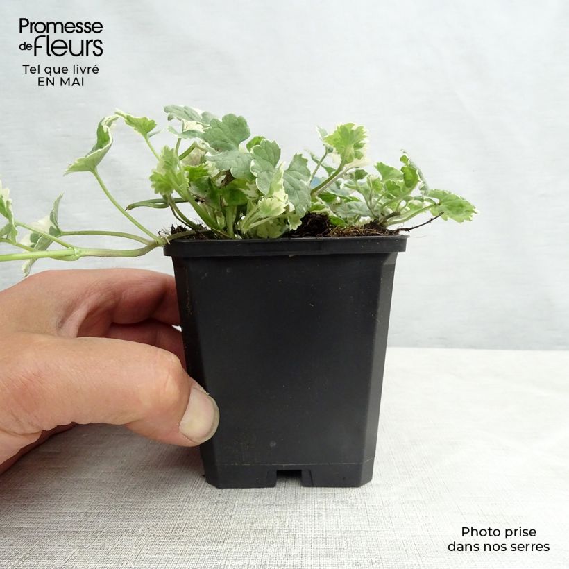 Exemplar von Glechoma hederacea Variegata - Gundermann Kleine Töpfe von 8/9 cm wie im Frühjahr geliefert