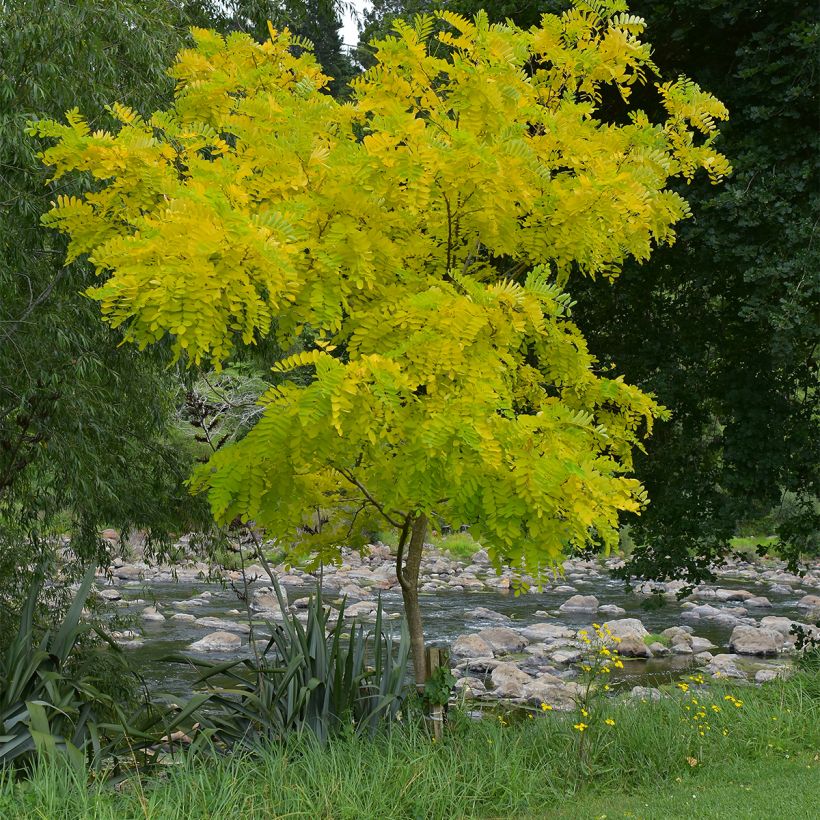 Gleditsia triacanthos Elegantissima - Gleditschie (Hafen)