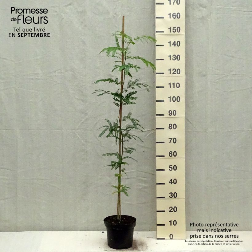 Exemplar von Gleditsia triacanthos - Gleditschie Topf mit 4L/5L wie im Herbst geliefert