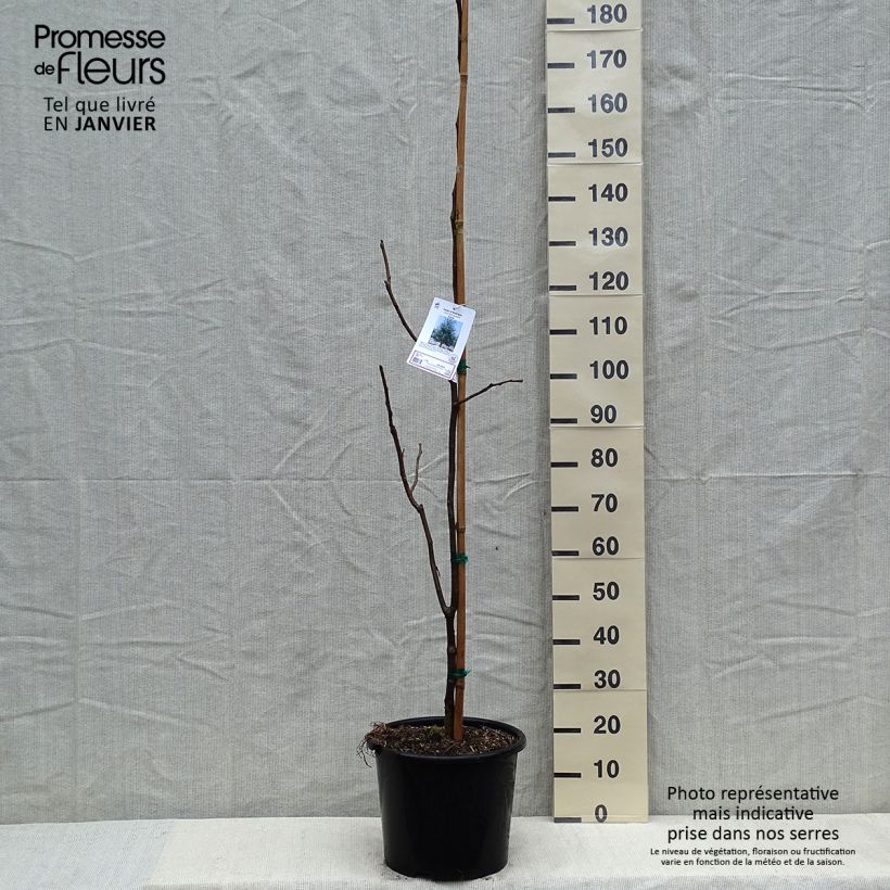 Exemplar von Gleditsia triacanthos f.inermis Skyline - Gleditschie Topf mit 12L/15L wie im Winter geliefert