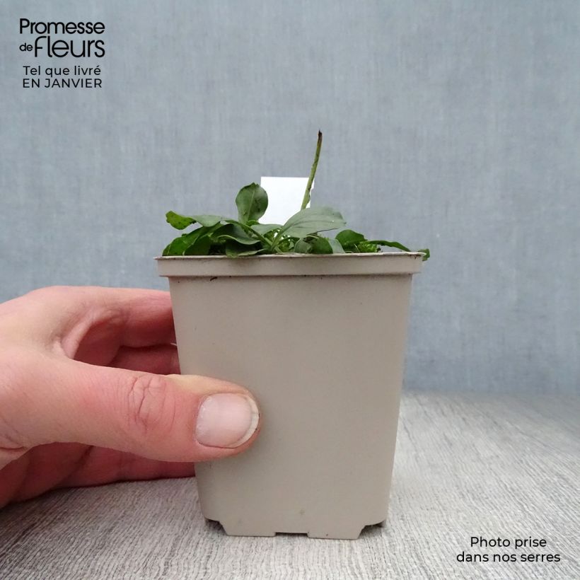 Exemplar von Globularia punctata - Kugelblume Kleine Töpfe von 8/9 cm wie im Winter geliefert