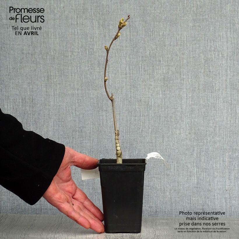 Exemplar von Wisteria venusta Grande Diva Barbara - Blauregen Topf mit 1L/1,5L wie im Frühjahr geliefert