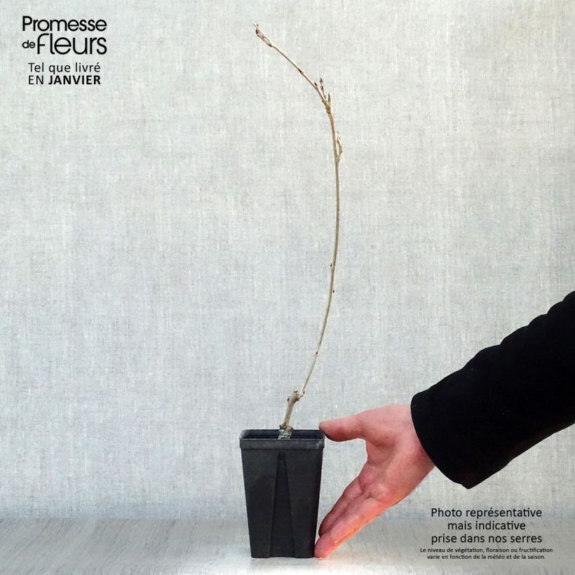 Exemplar von Wisteria venusta Grande Diva Cecilia - Blauregen Kleine Töpfe von 8/9 cm wie im Winter geliefert