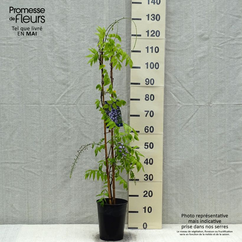 Exemplar von Wisteria venusta Grande Diva Cecilia - Blauregen Topf mit 4L/5L wie im Frühjahr geliefert