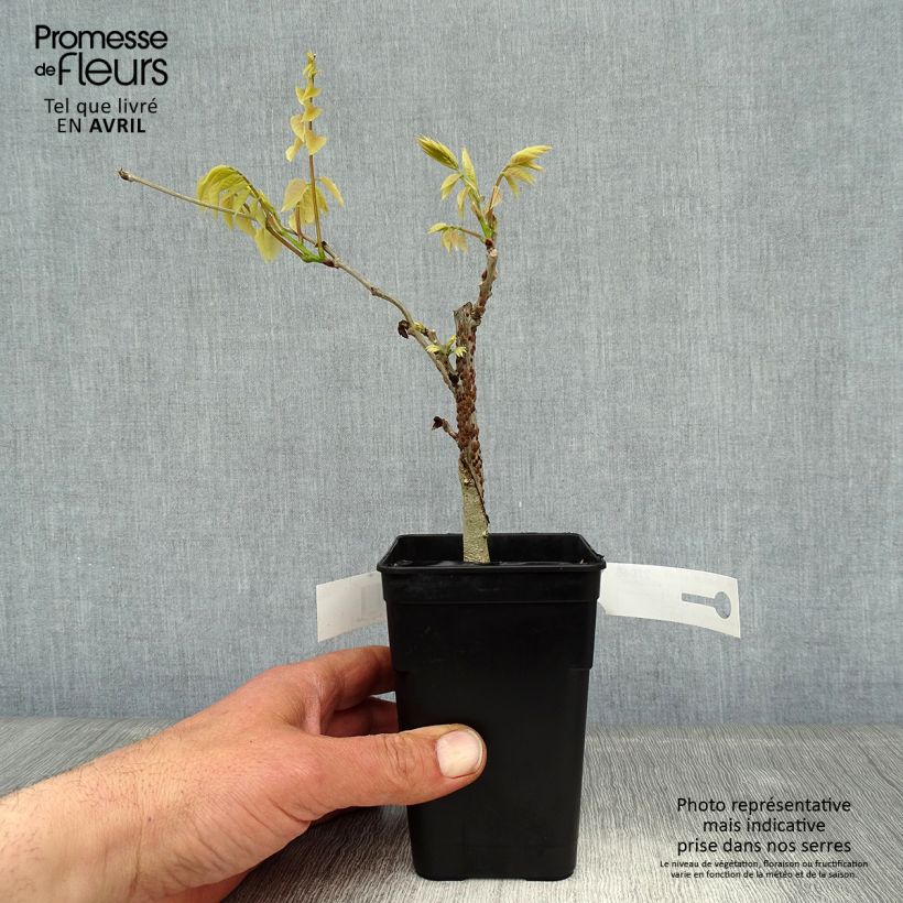 Exemplar von Wisteria venusta Grande Diva Nathalie - Blauregen Topf mit 1L/1,5L wie im Frühjahr geliefert