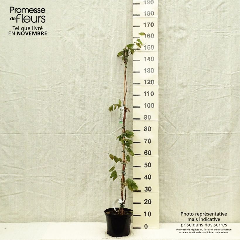 Exemplar von Wisteria brachybotrys White Silk - Blauregen Topf mit 4L/5L wie im Herbst geliefert