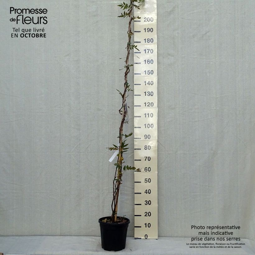 Exemplar von Wisteria brachybotrys Yokohama Fuji - Blauregen Topf mit 7,5L/10L wie im Herbst geliefert