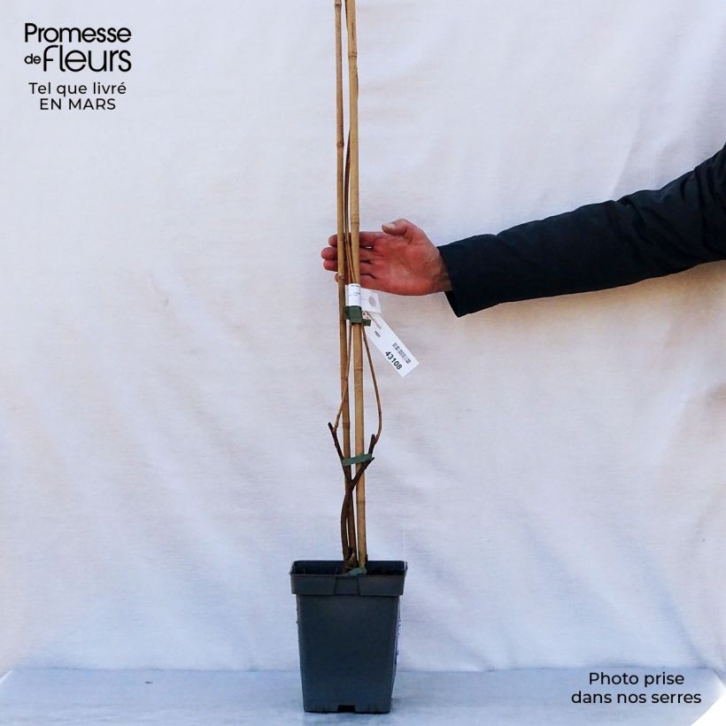 Exemplar von Wisteria frutescens Longwood Purple - Blauregen Topf mit 3L/4L wie im Frühjahr geliefert