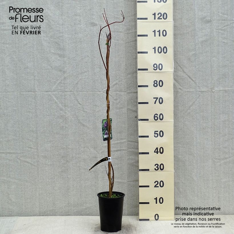 Exemplar von Wisteria frutescens Longwood Purple - Blauregen Topf mit 3L/4L wie im Winter geliefert