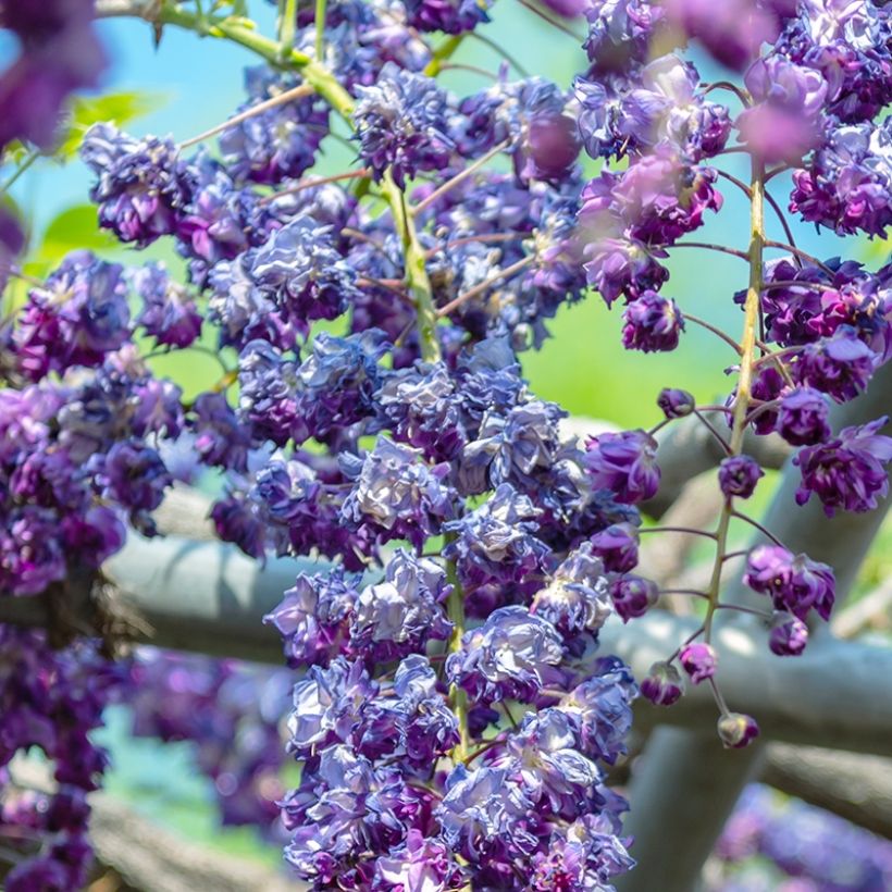 Wisteria sinensis Flore Pleno - Chinesische Glyzinie (Blüte)