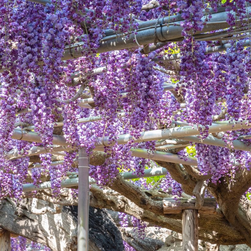 Wisteria sinensis Flore Pleno - Chinesische Glyzinie (Hafen)
