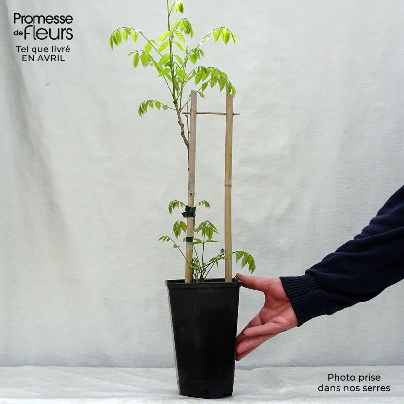 Exemplar von Wisteria sinensis Prolific - Chinesische Glyzinie Topf mit 1,5L/2L wie im Frühjahr geliefert