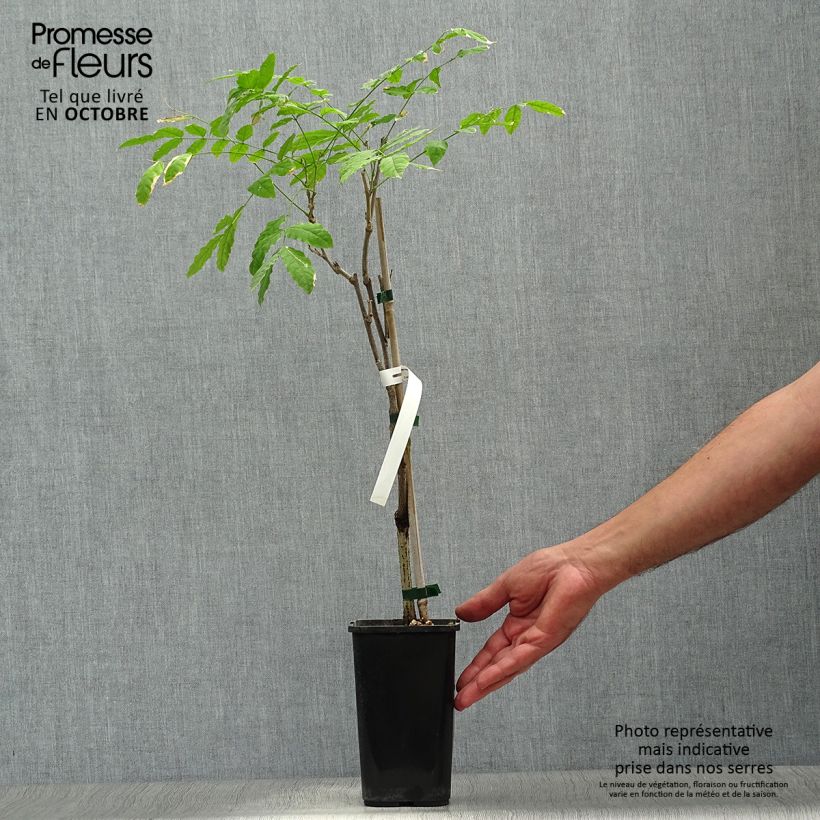 Exemplar von Wisteria sinensis Prolific - Chinesische Glyzinie Topf mit 1,5L/2L wie im Herbst geliefert