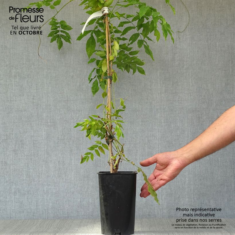 Exemplar von Millettia japonica Satsuma - Zwerg Blauregen Topf mit 2L/3L wie im Herbst geliefert