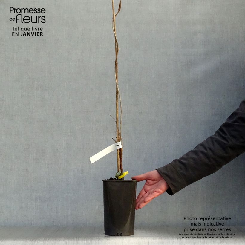 Exemplar von Wisteria floribunda Alba - Reichblütige Glyzinie Topf mit 1,5L/2L wie im Winter geliefert