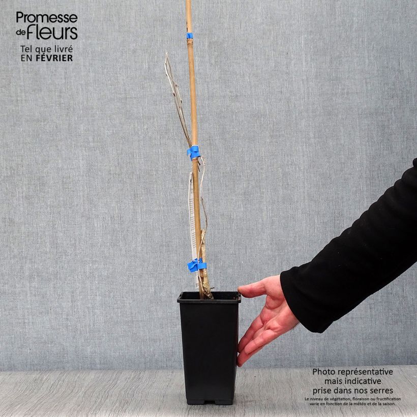 Exemplar von Wisteria floribunda Domino - Reichblütige Glyzinie Topf mit 1,5L/2L wie im Winter geliefert