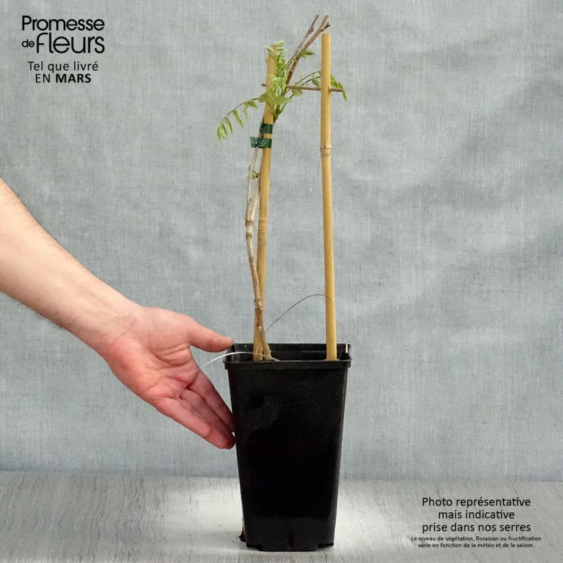 Exemplar von Wisteria floribunda Honbeni - Reichblütige Glyzinie Topf mit 2L/3L wie im Frühjahr geliefert