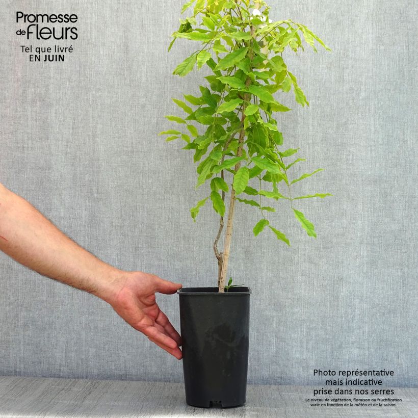 Exemplar von Wisteria floribunda Macrobotrys - Reichblütige Glyzinie Topf mit 2L/3L wie im Frühjahr geliefert