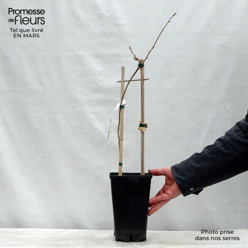 Exemplar von Wisteria floribunda - Reichblütige Glyzinie Topf mit 3L/4L wie im Winter geliefert