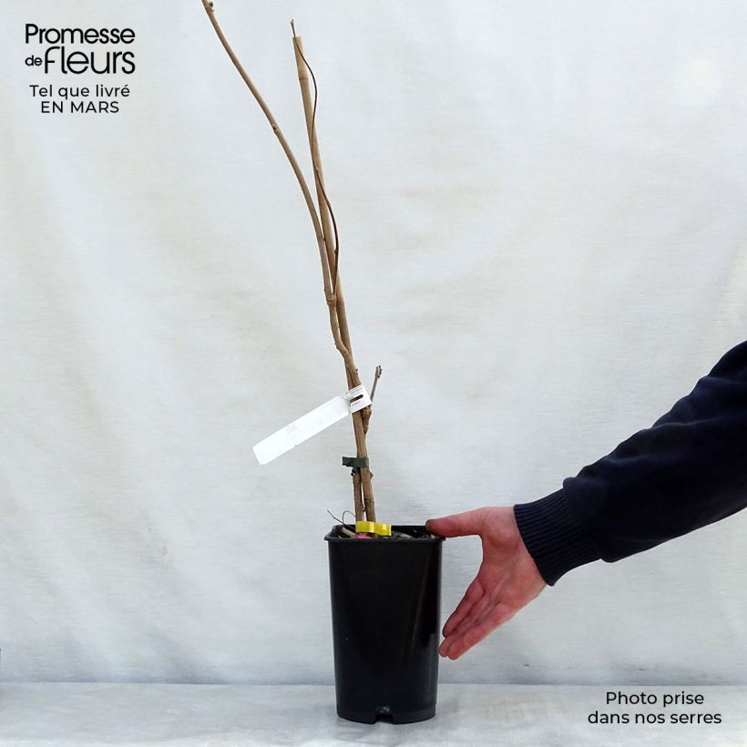 Exemplar von Wisteria venusta - Blauregen Topf mit 2L/3L wie im Frühjahr geliefert