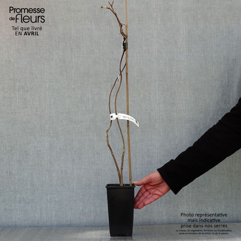 Exemplar von Wisteria venusta Okayama - Blauregen Topf mit 2L/3L wie im Frühjahr geliefert