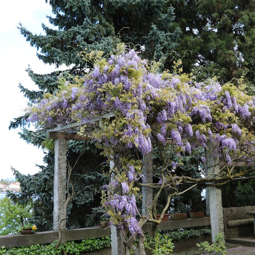 Wisteria frutescens - Blauregen (Hafen)