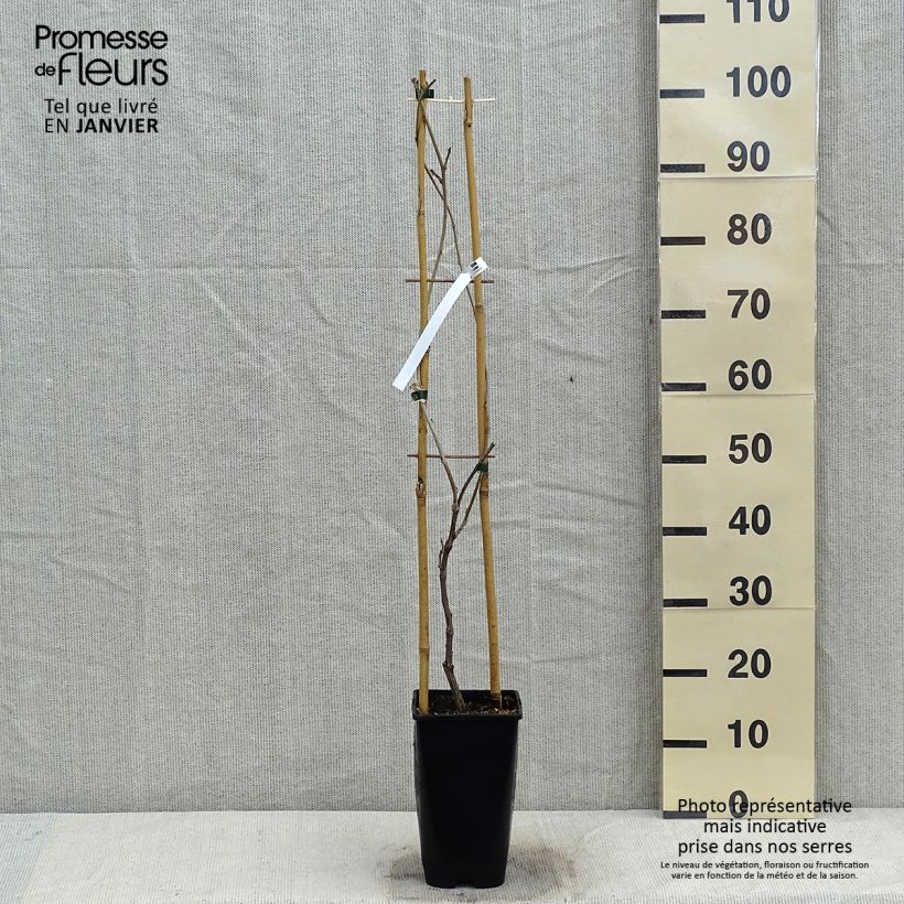 Exemplar von Wisteria floribunda Ed's Blue Dragon - Reichblütige Glyzinie Topf mit 2L/3L wie im Winter geliefert