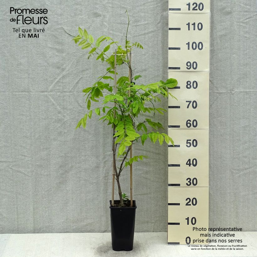 Exemplar von Wisteria floribunda Ed's Blue Dragon - Reichblütige Glyzinie Topf mit 2L/3L wie im Frühjahr geliefert