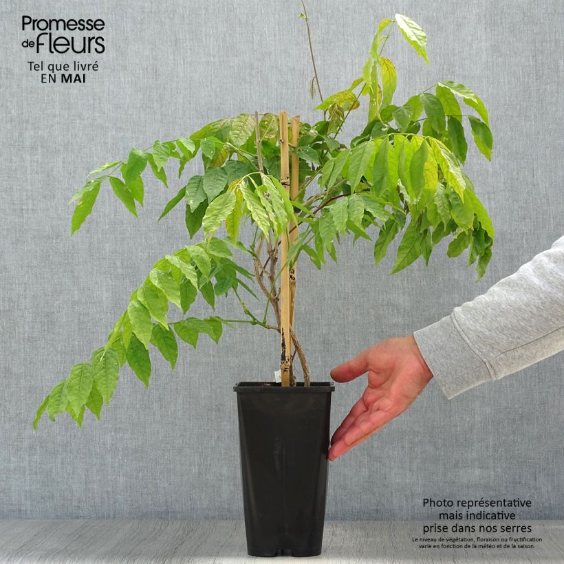 Exemplar von Wisteria floribunda Lipstick - Reichblütige Glyzinie Topf mit 3L/4L wie im Frühjahr geliefert