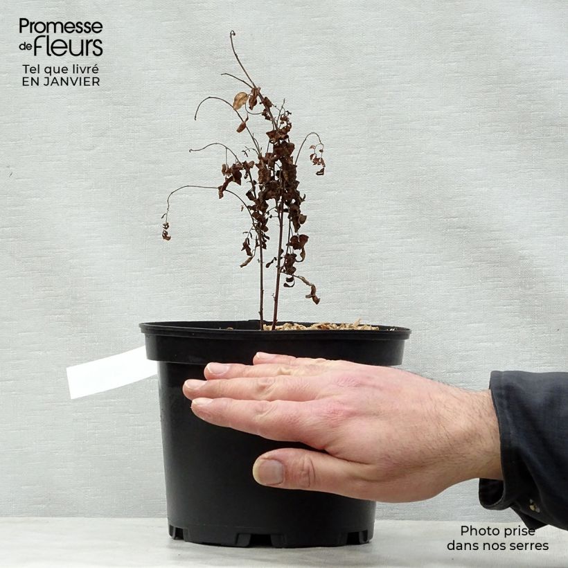 Exemplar von Süßholz - Glycyrrhiza glabra Topf mit 2L/3L wie im Winter geliefert