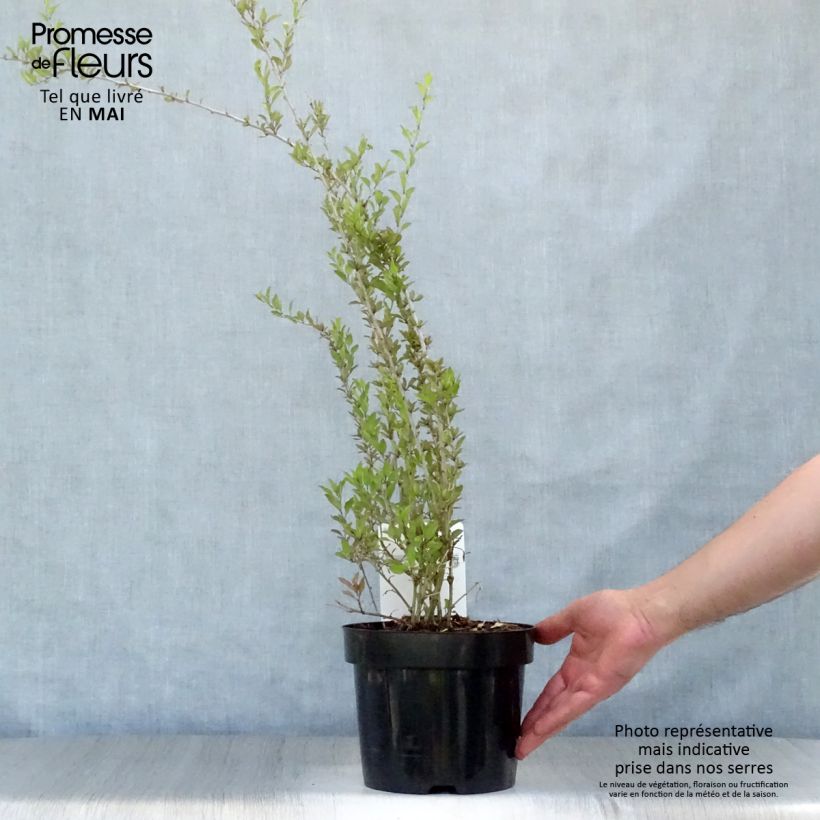 Exemplar von Gemeiner Bocksdorn Big Lifeberry - Lycium Topf mit 1,5L/2L, Strauch/Busch, mehrstämmig wie im Frühjahr geliefert