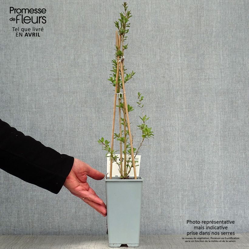 Exemplar von Gemeiner Bocksdorn - Lycium barbarum Topf mit 1,5L/2L, Strauch wie im Frühjahr geliefert