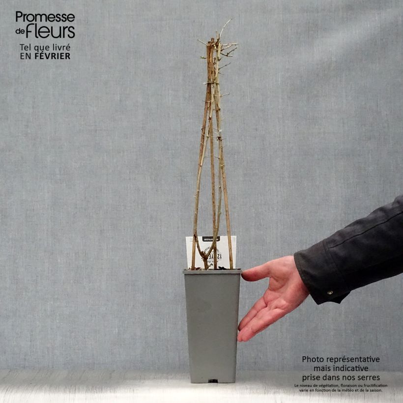 Exemplar von Gemeiner Bocksdorn - Lycium barbarum Topf mit 1,5L/2L, Strauch wie im Winter geliefert