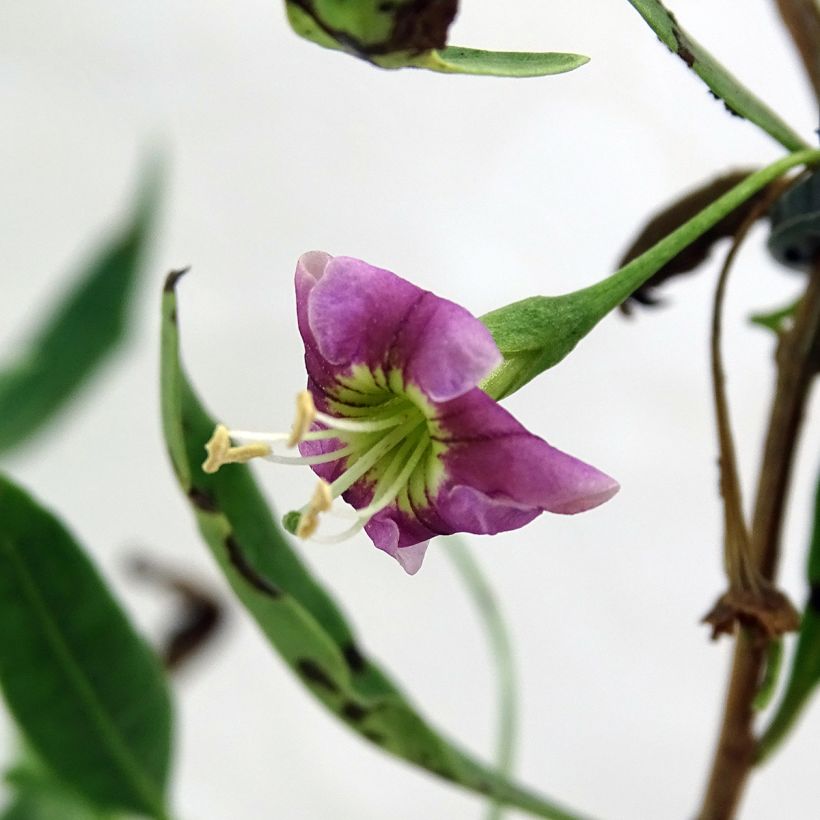 Gemeiner Bocksdorn Princess Tao - Lycium (Blüte)