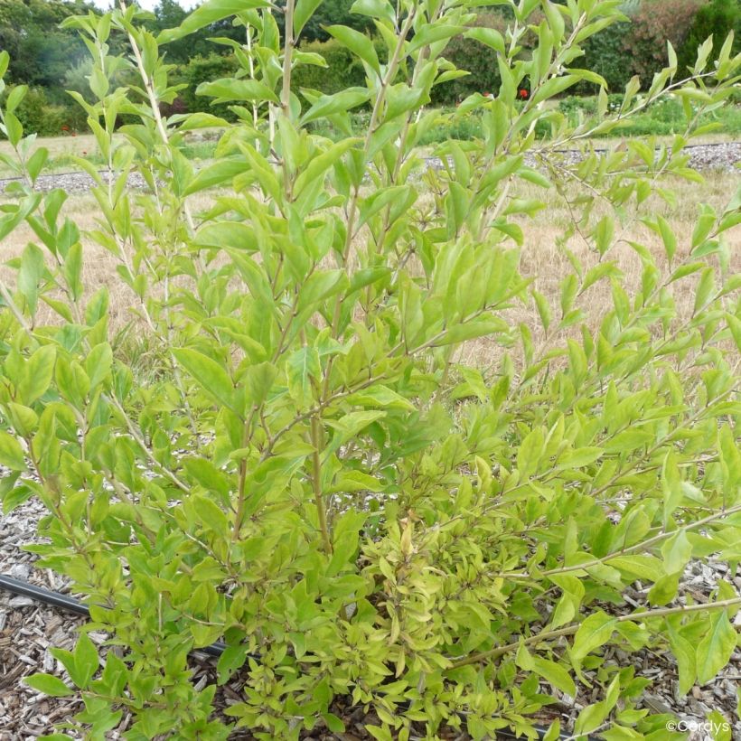 Gemeiner Bocksdorn Goji Q1 - Lycium barbarum (Hafen)