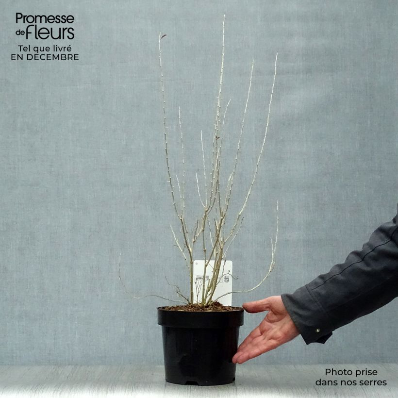 Exemplar von Gemeiner Bocksdorn Sweet Lifeberry - Lycium Topf mit 1,5L/2L, Strauch/Busch, mehrstämmig wie im Winter geliefert